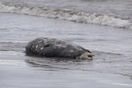 Тысячи мертвых тюленей выбросило на берег в Дагестане. Почему в Каспийском море погибли краснокнижные животные?