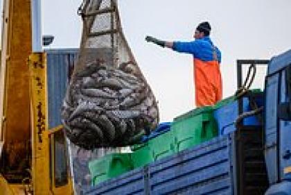 Рыбный день. Кто контролирует рыбный промысел в Северном бассейне?