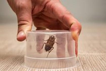 Как избавиться от тараканов в квартире навсегда? Инструкция по борьбе с тараканами народными и современными средствами