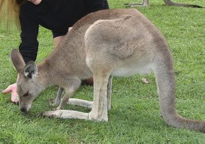 Ученым удалось расшифровать геном кенгуру