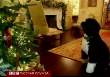 Собака Обамы проверяет елки в Белом доме