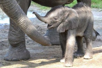 В Зимбабве браконьеры жестоко убили 81 слона цианистым калием