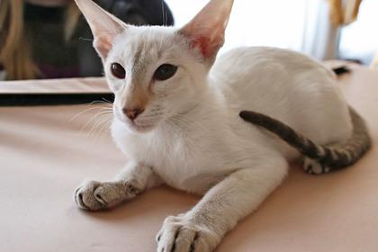 Кошка сиамской породы