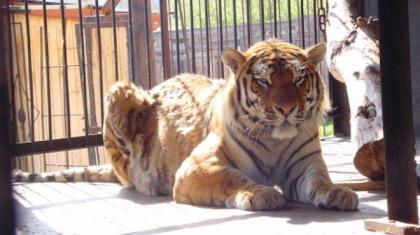 Фото: zoo-seversk.ru
