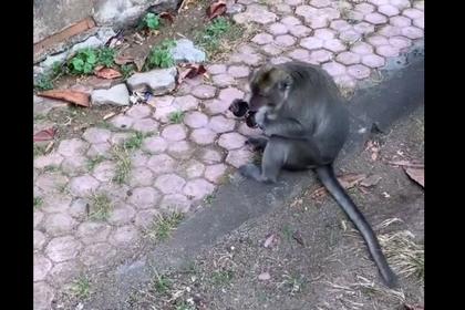Обезьяна грызет очки Ольги Бузовой