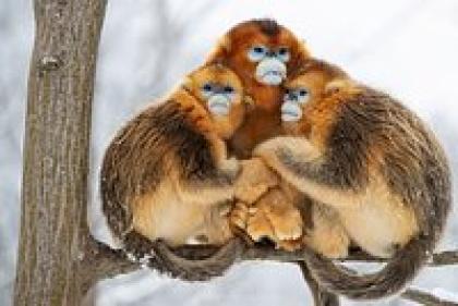 Любовь, жестокость и красота. Беременные самцы и умилительные хищники на лучших снимках дикой природы