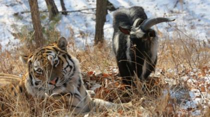 Фото: safaripark25.ru