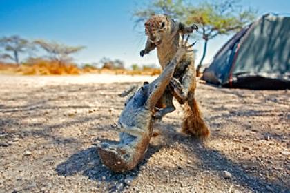 Фантастические твари. Милые с виду животные способны навредить целым континентам. Почему в этом виноваты люди?