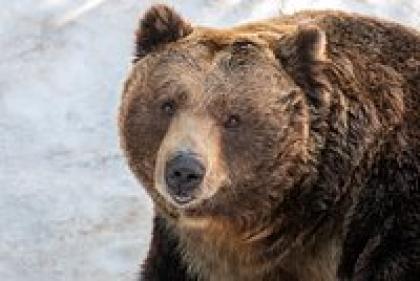 Японию охватило нашествие медведей. Почему хищники убивают все больше людей и с этим ничего не могут сделать? 