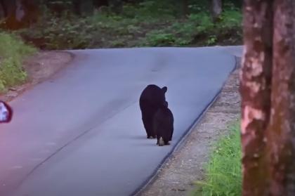 Черные медведи в Калифорнии