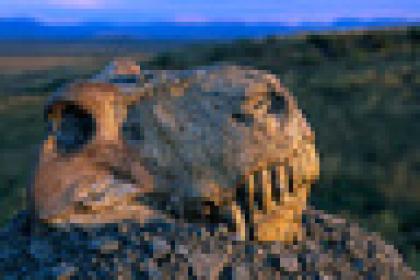 21 Mar 1996, South Africa --- Fossil skull of Dinogorgon Rubidgei, sitting on a gravel pile overlooking the Nardou Mountains to the east, was collected by Peggy Rubidge and Frank Collins in July, 1934 on Wellwood Farm and featured in National Geographic Magazine. This fossil is one of many Therapsida which did not survive the Permian extinction, one of the most disastrous extinctions known. | Location: Near Graaff-Reinet, South Africa. --- Image by © Jonathan Blair/Corbis