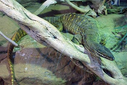 Varanus panoptes