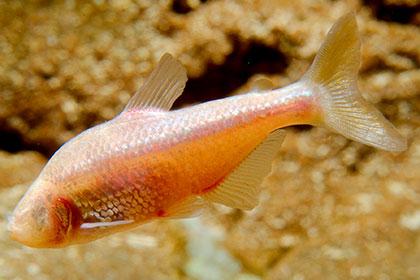 Astyanax mexicanus