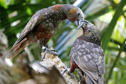 Кака (Nestor meridionalis)