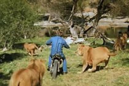 «И как никто не погиб?» Как снимали самый опасный фильм, в котором сотни львов чуть не лишили лица будущую жену Бандераса