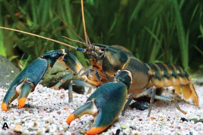 Рак Cherax Snowden