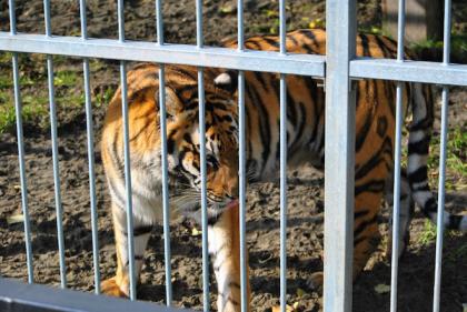 Фото: zoo22.ru